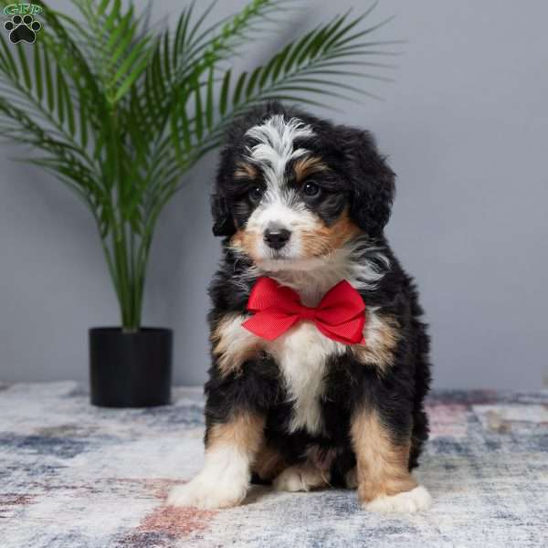 Tiger, Mini Bernedoodle Puppy